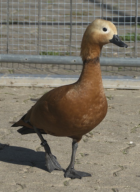 如路易斯