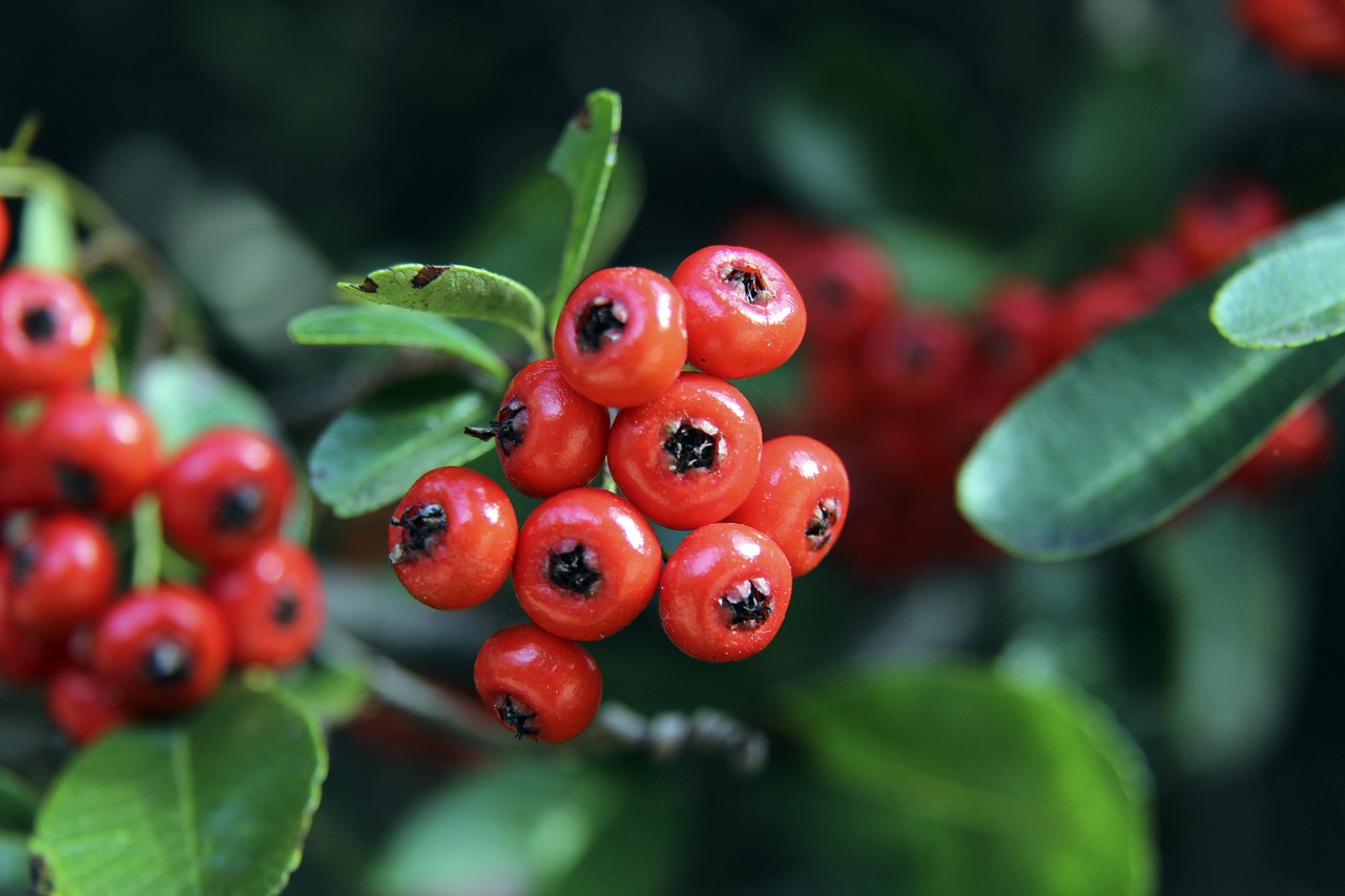 尽管卢卡库 尽管卢卡库